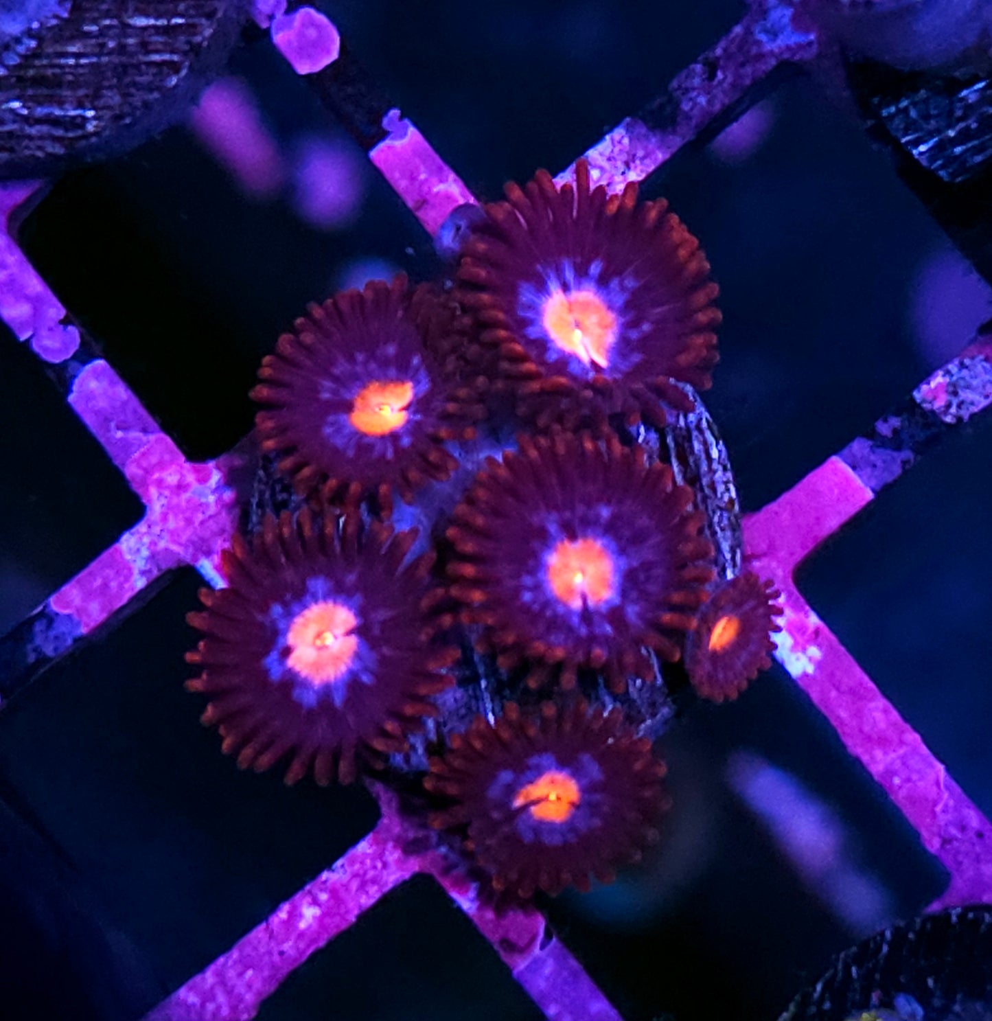 Carni Folks Zoas