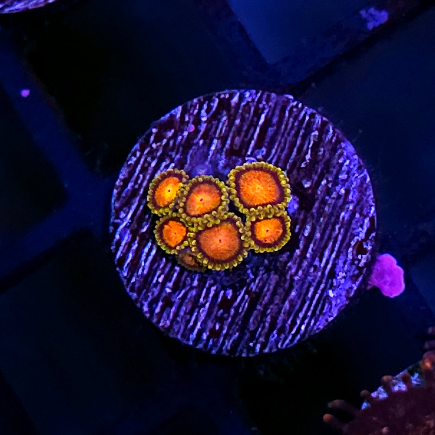 Charizard Zoas