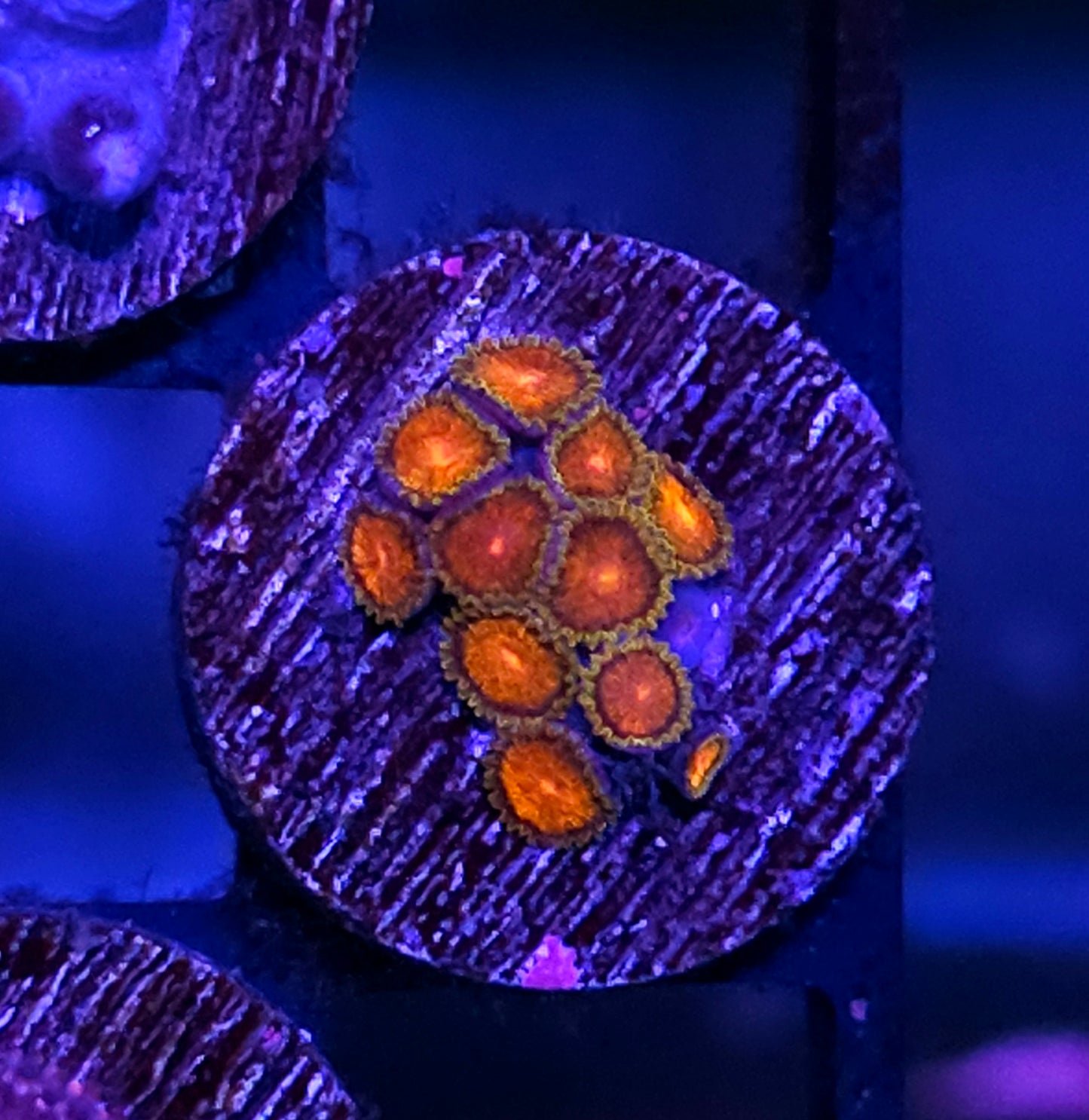 Attack of the Killer Tomatoes Zoas