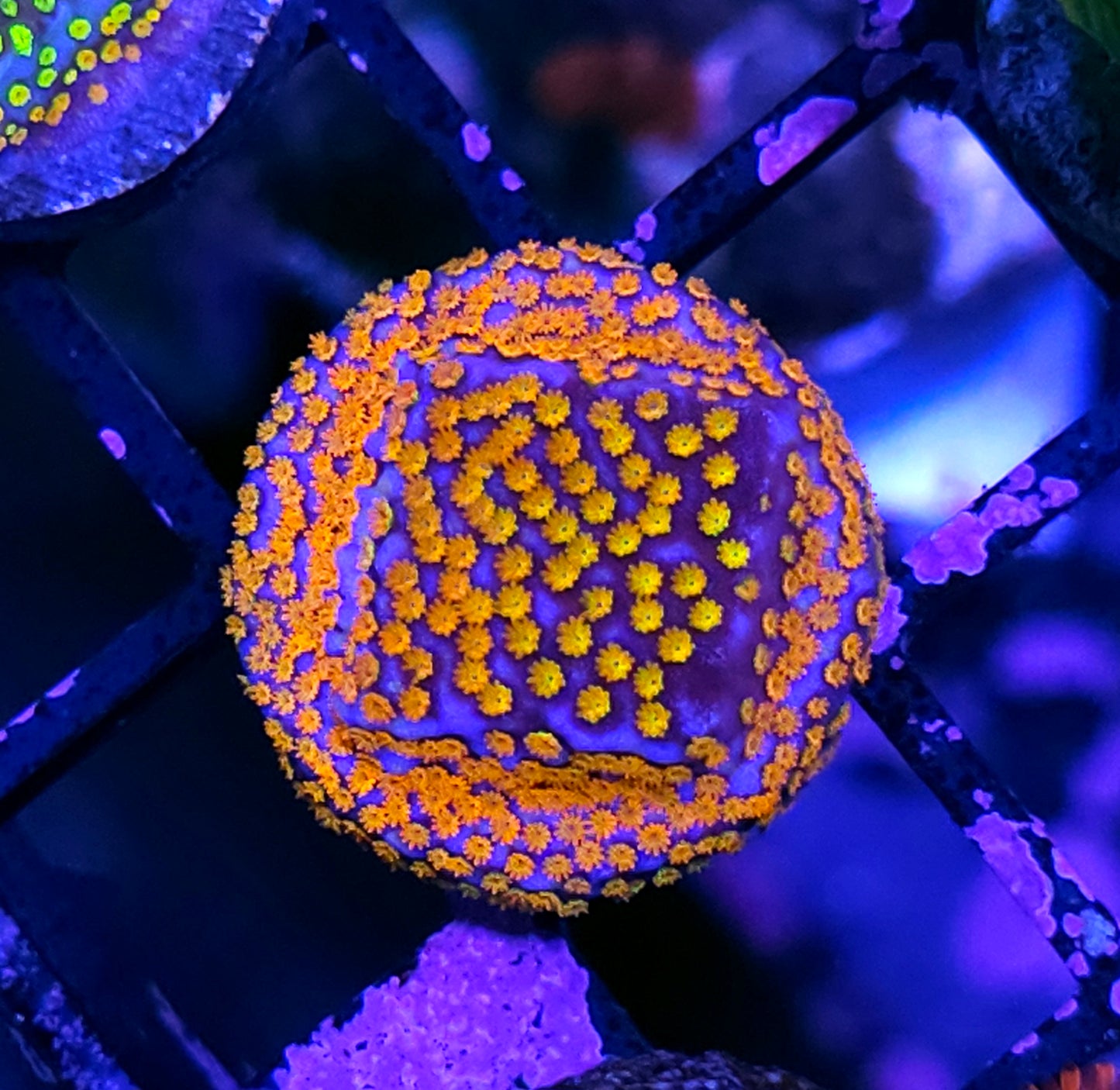 Inception Montipora
