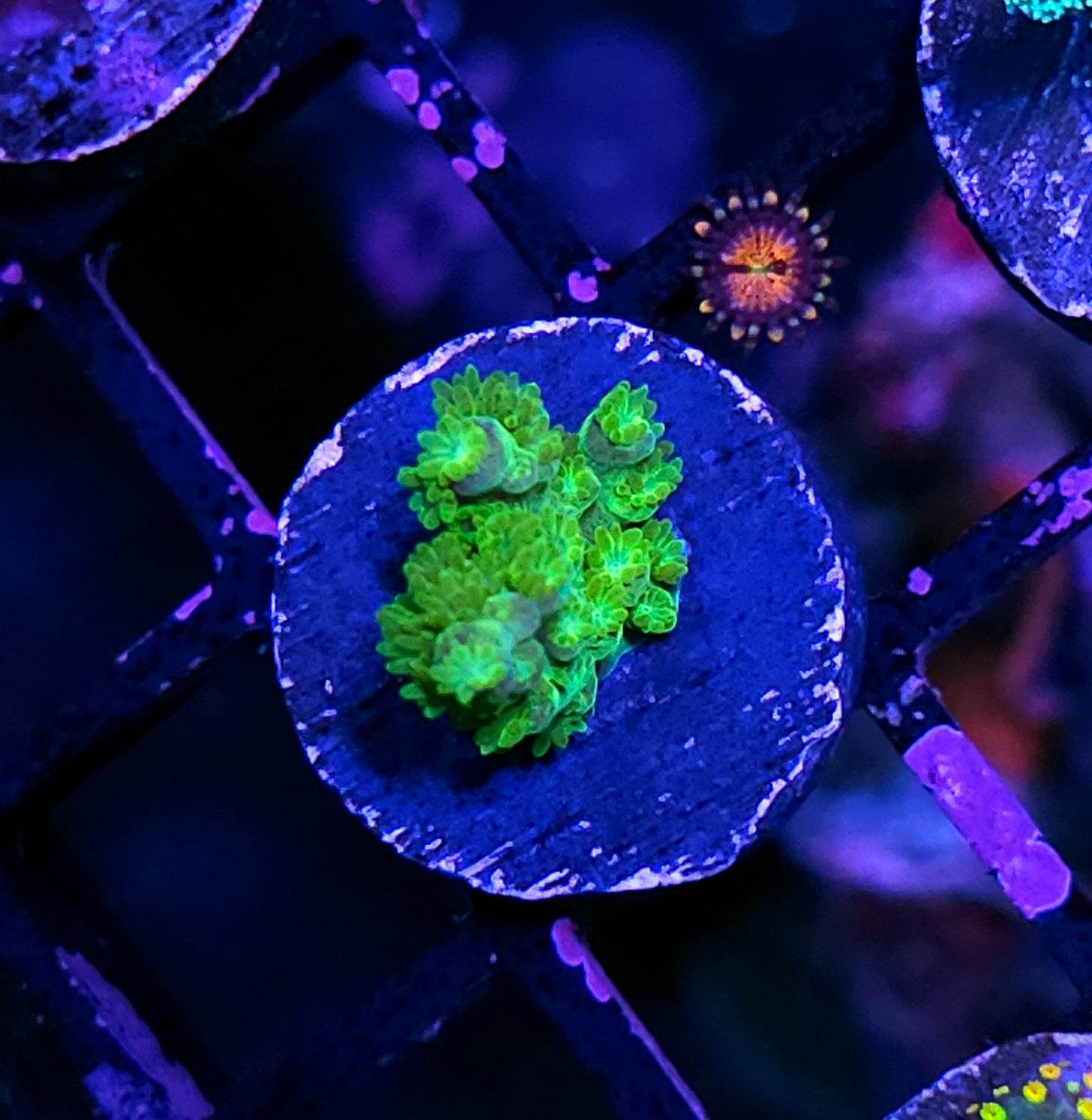 Toxic Florida Acropora