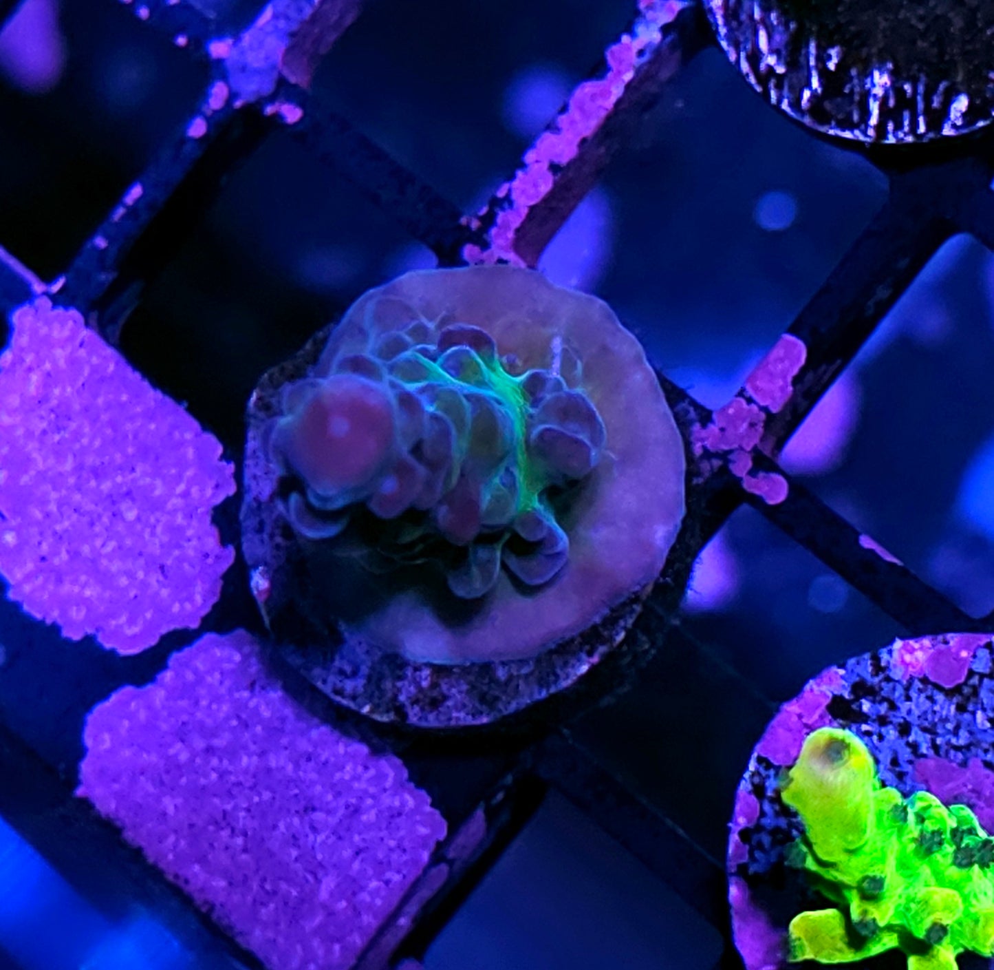 Miagi Tort Acropora