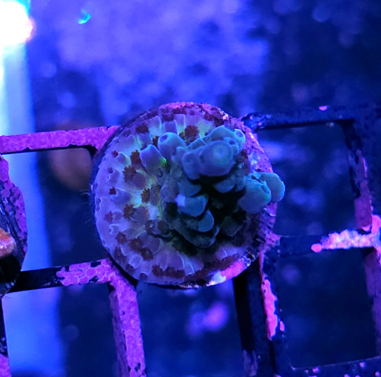 HF Blue Lagoons Acropora