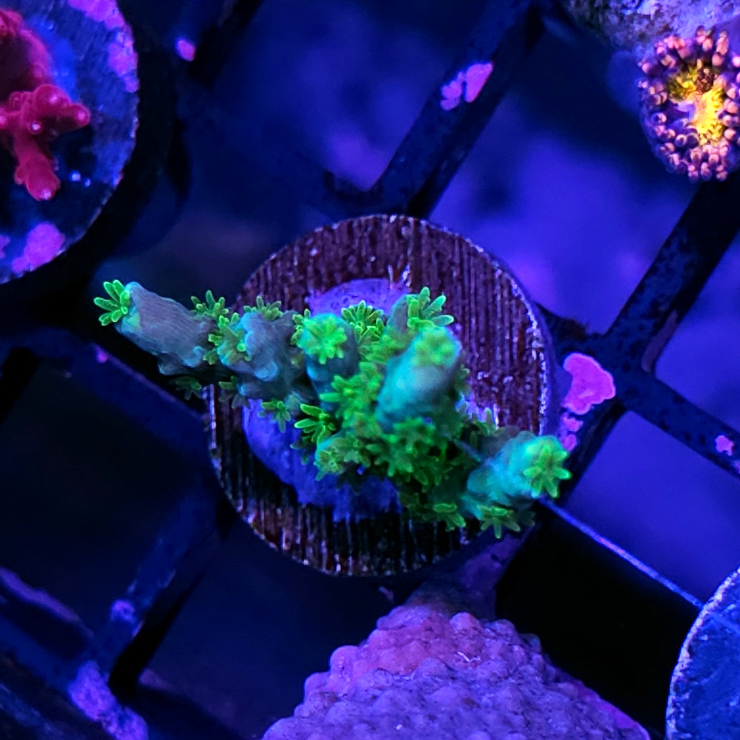 Caribbean Kush Acropora