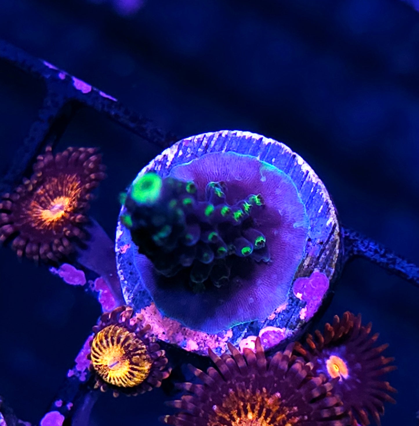 Alien Trails 👣 Acropora