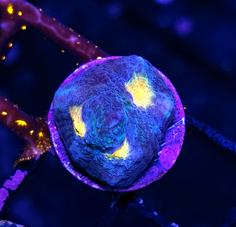 GM Frank Sinatra Chalice 🥴