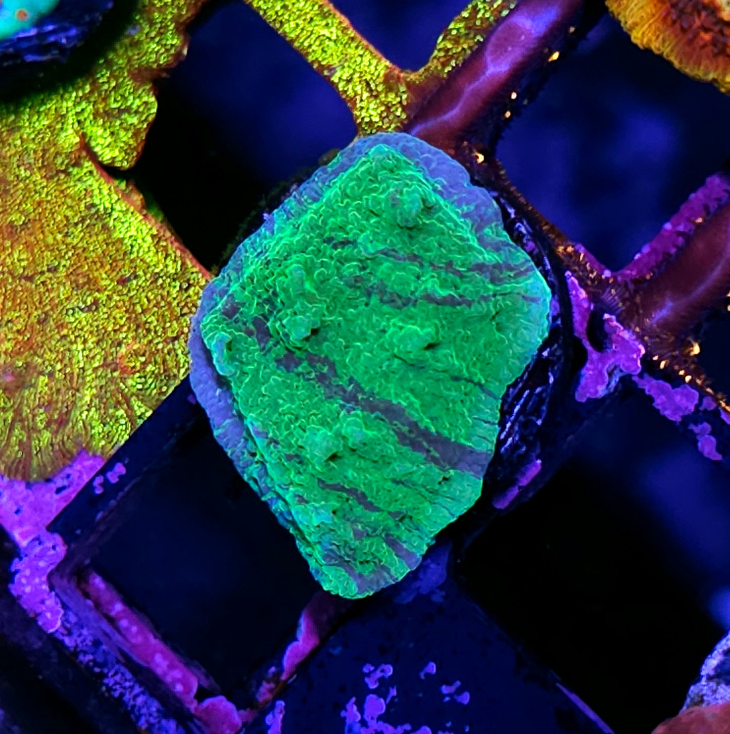 HF Tye Dye Astreopora
