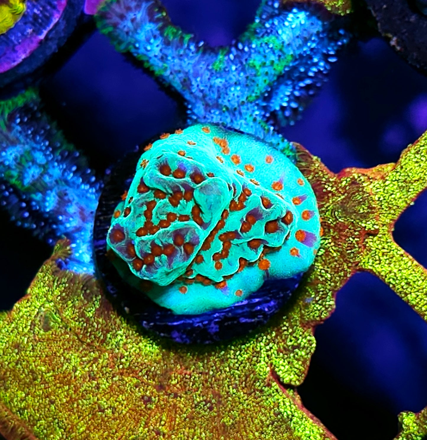 Jedi Mind Tricks Montipora
