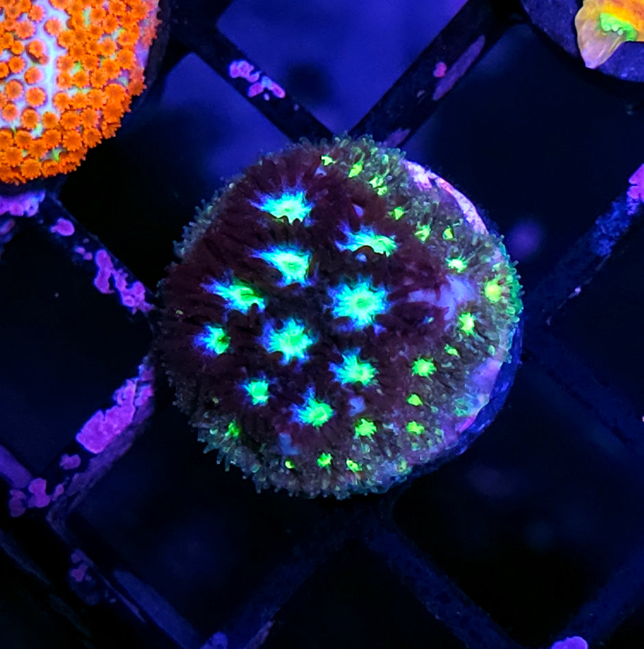 HF Northern Lights Leptastrea