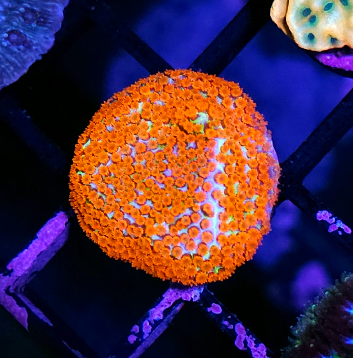 HF Adrenaline Junkie Montipora