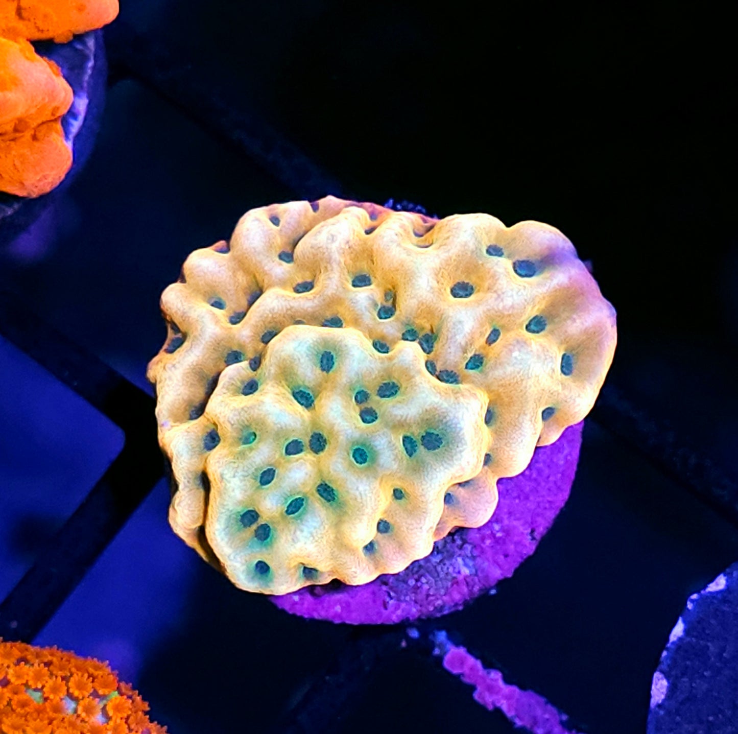 JF Beach Bum Montipora