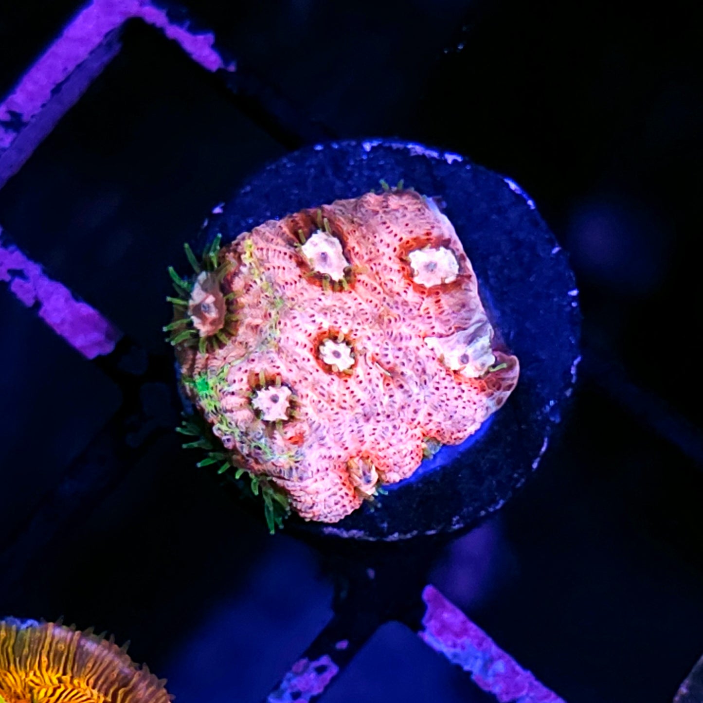 HF Pink Chardonnay Favites