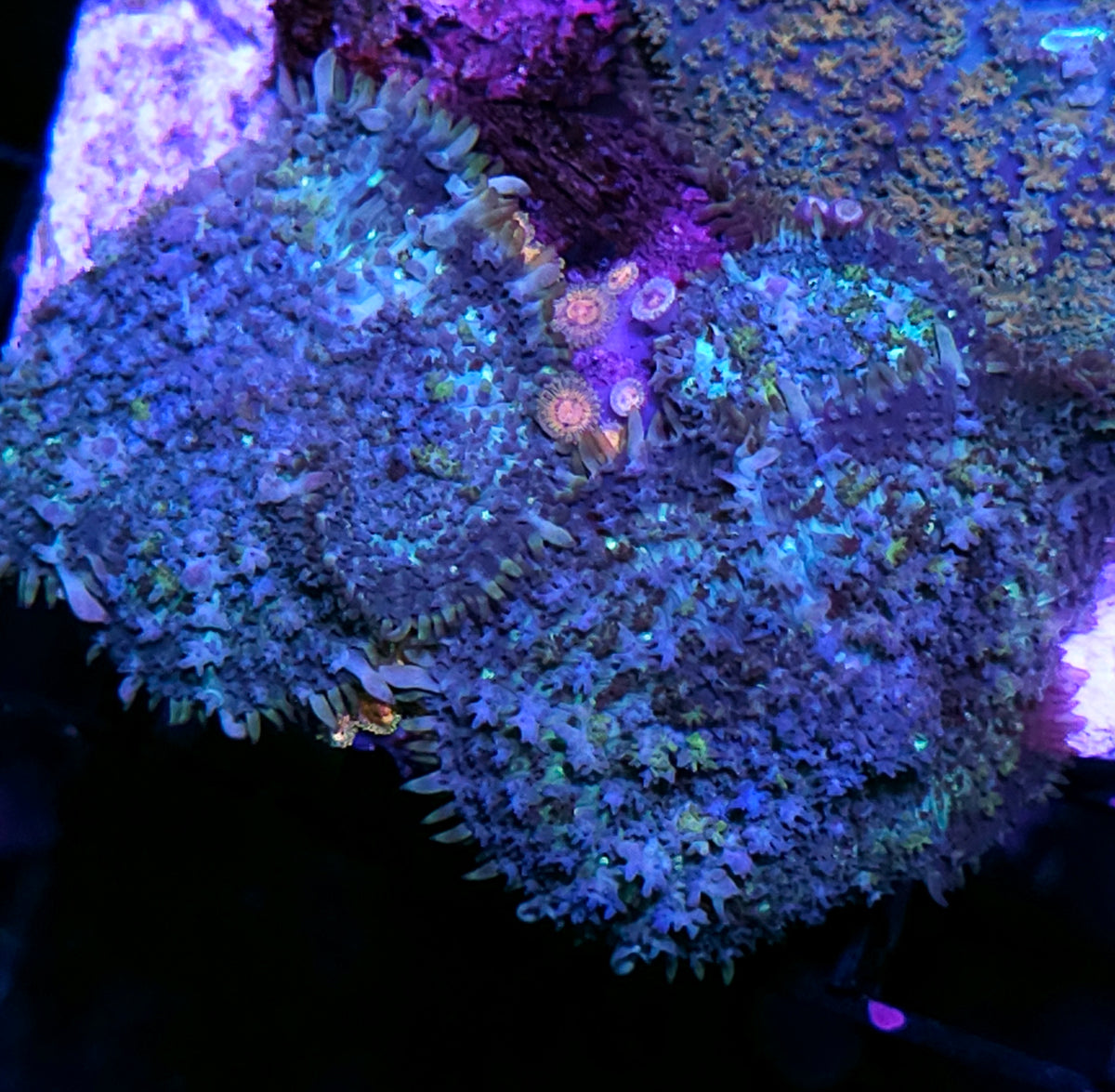 HF Blue Balls Bounce Mushrooms