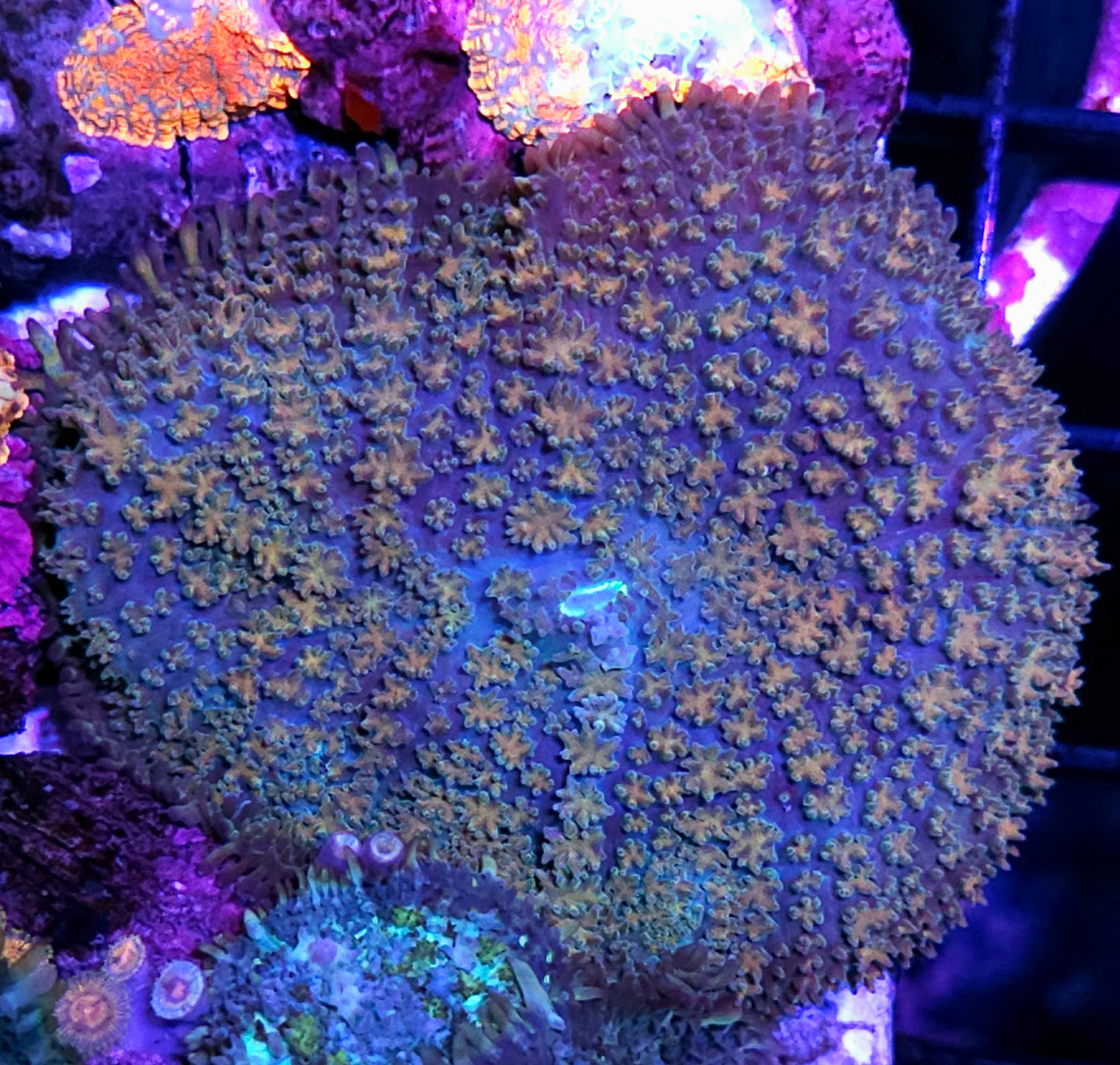 4" Sky Rockets Pom Pom Mushroom
