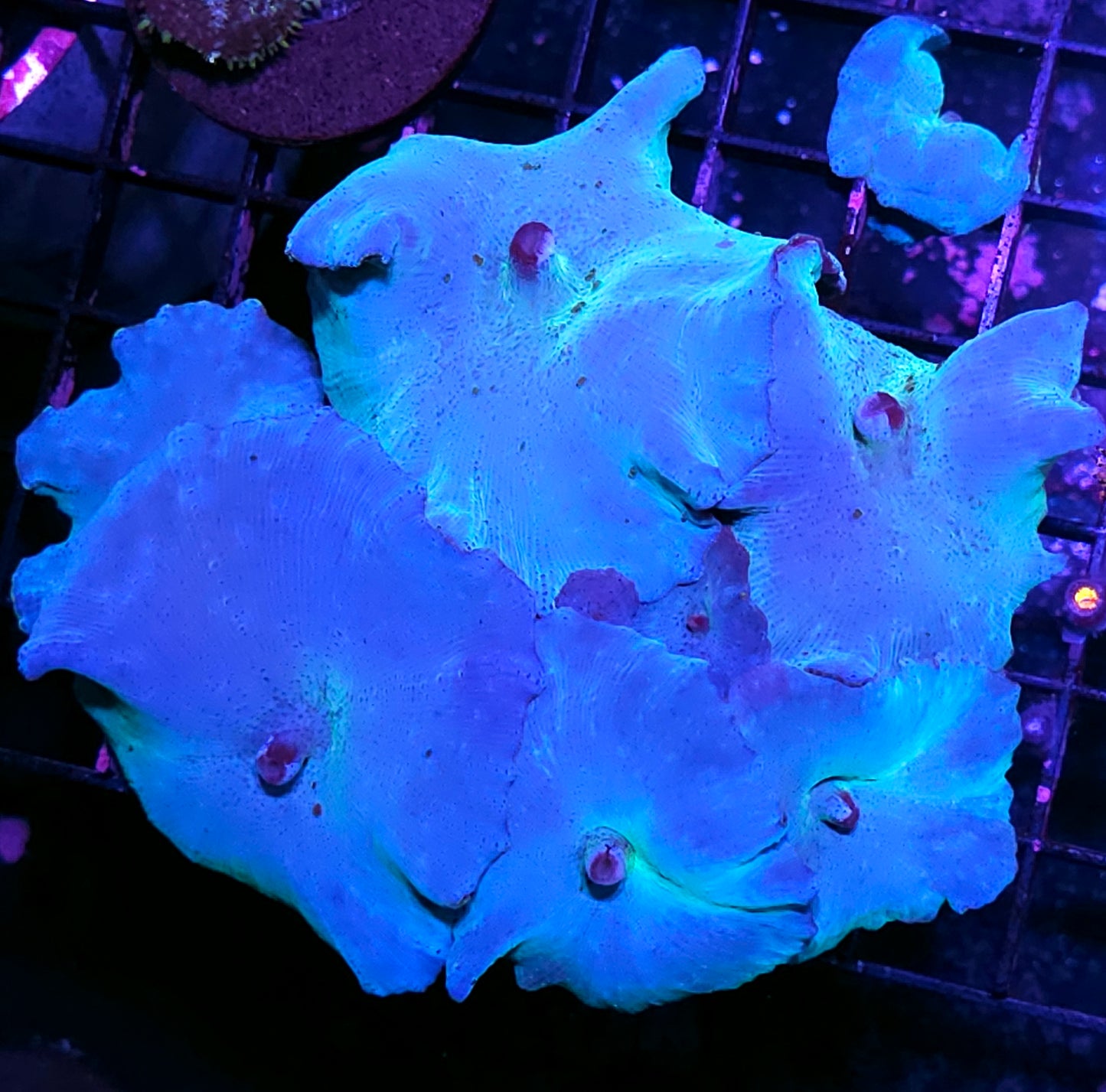 Turquoise Velvet Mushroom Colony