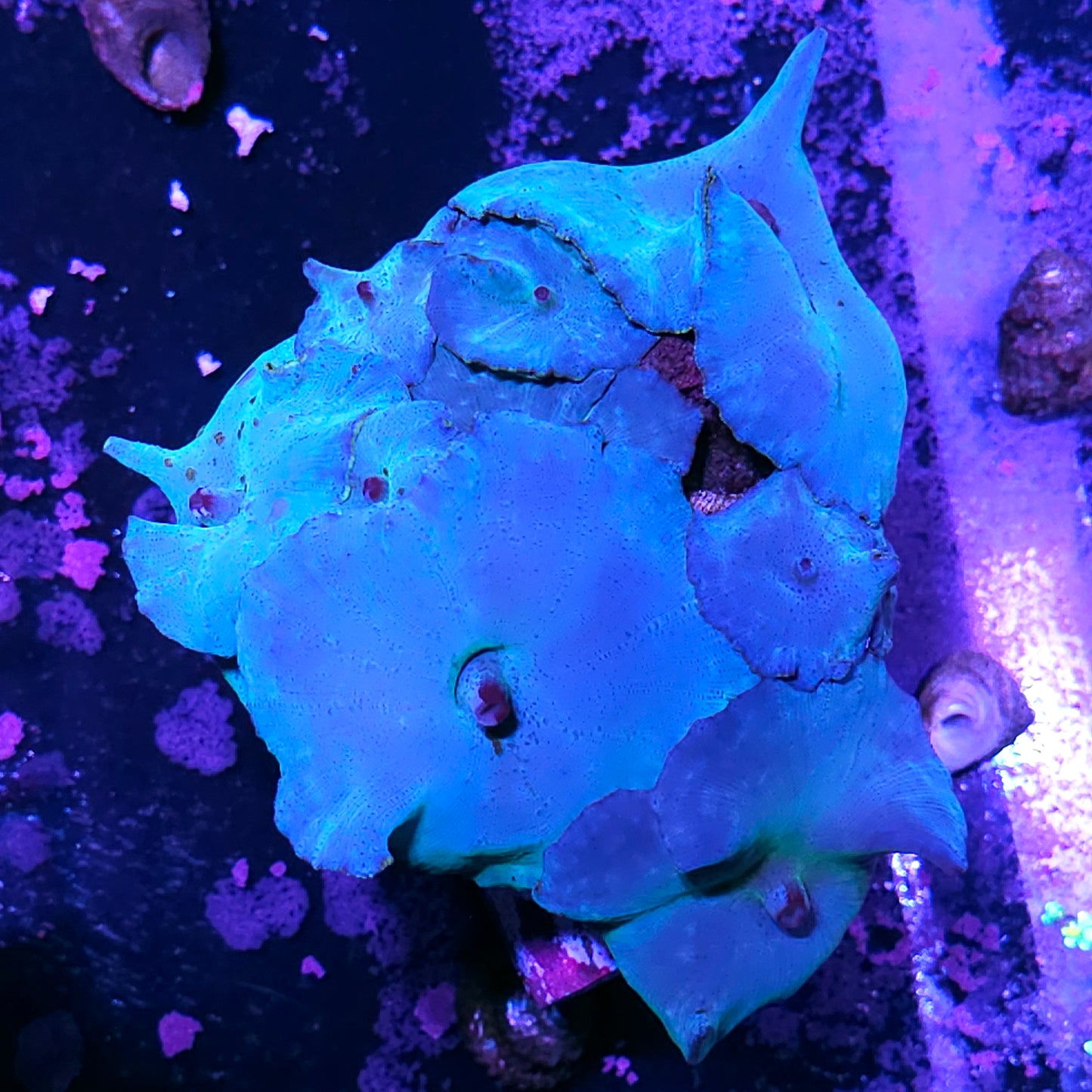 Turquoise Velvet Mushroom Colony