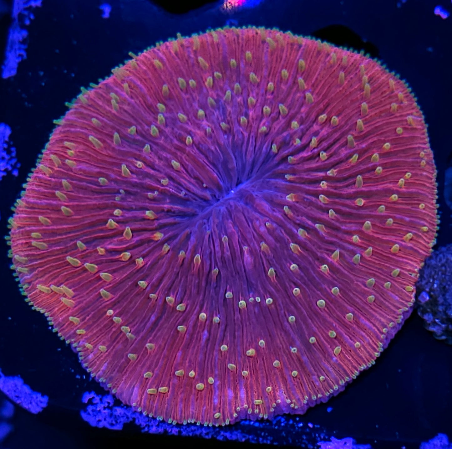 Holy Shit Fungia Plate
