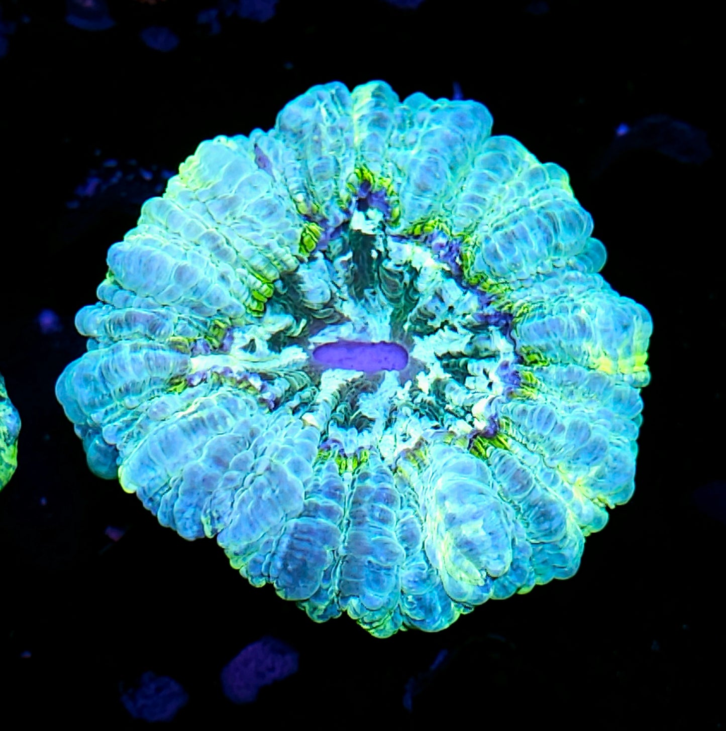 Bad Ass Acanthophyllia