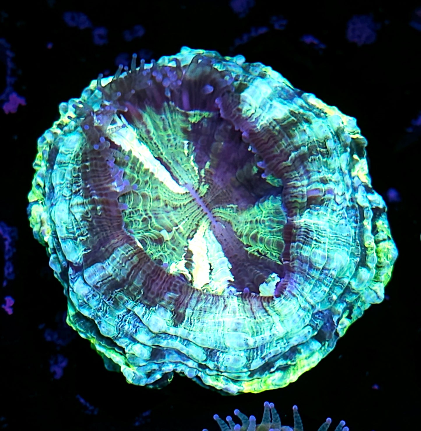 Sexy Acanthophyllia
