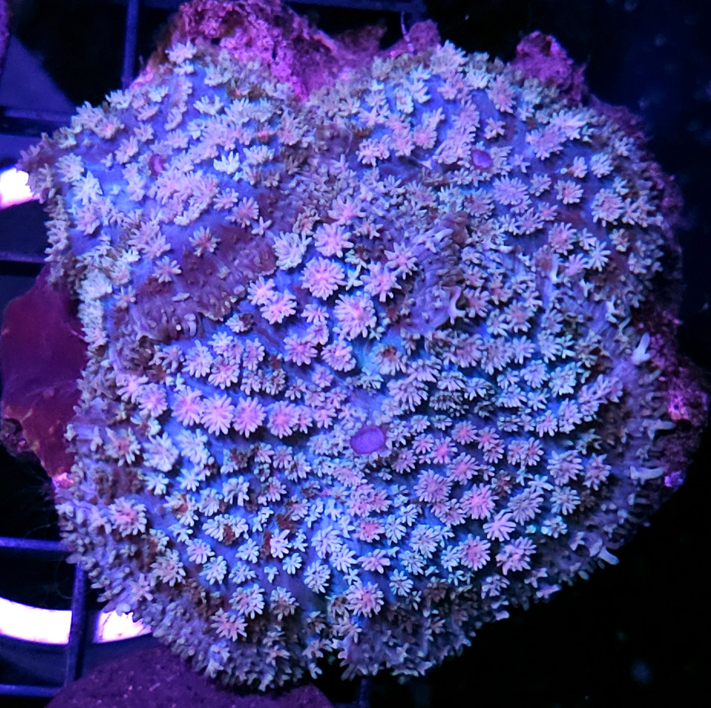 Arctic Blast Pom Pom Mushroom Colony RARE