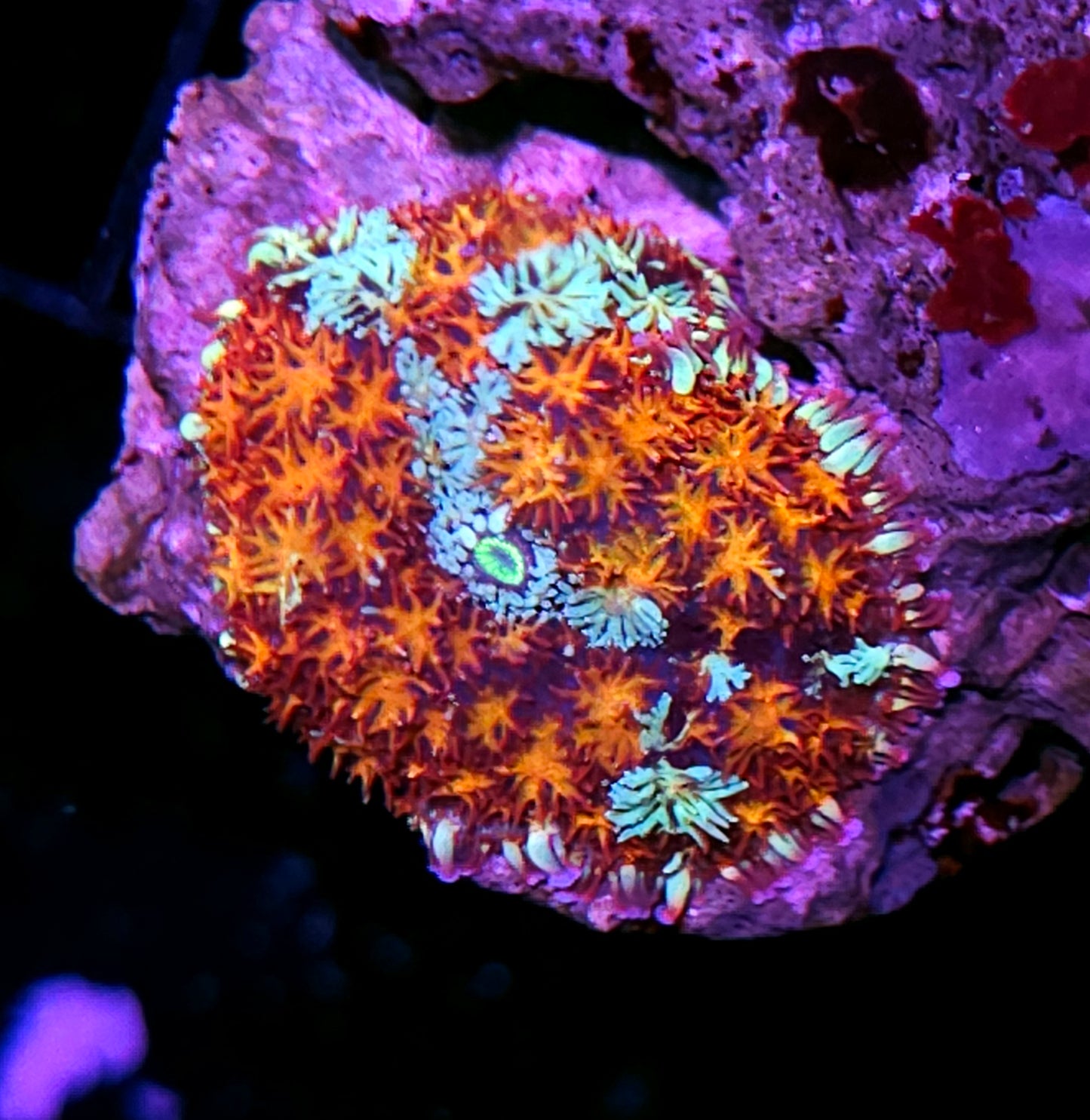 OOAK Holy Shit Pom Pom Mushroom RARE