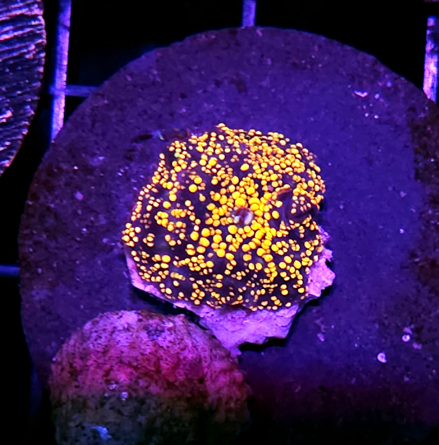 Interstellar Mushroom