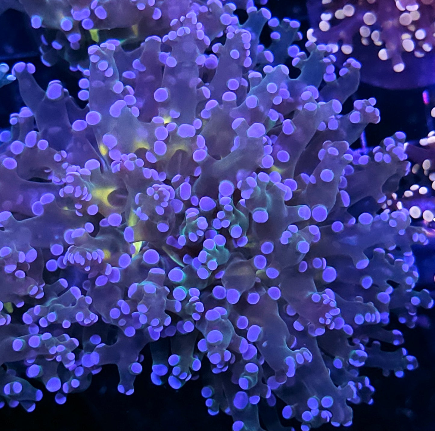 Wonderland Frogspawn