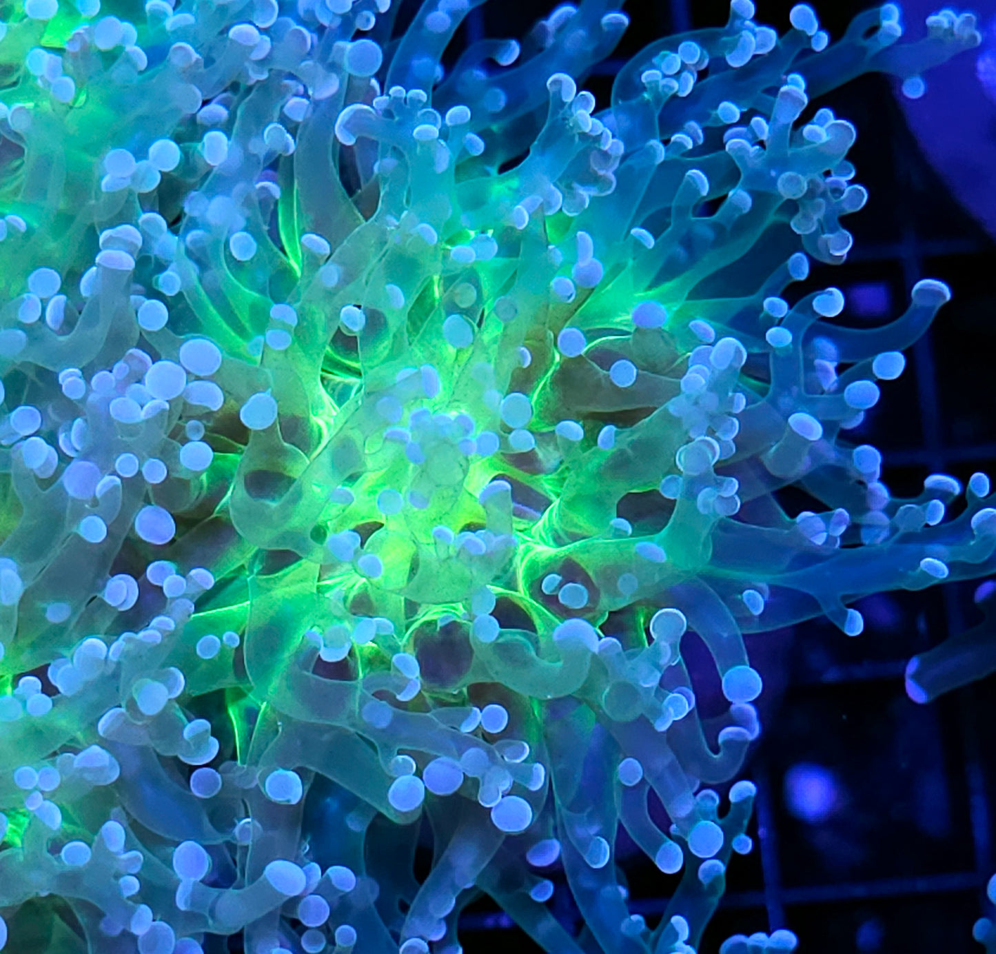 Wanderlust Frogspawn