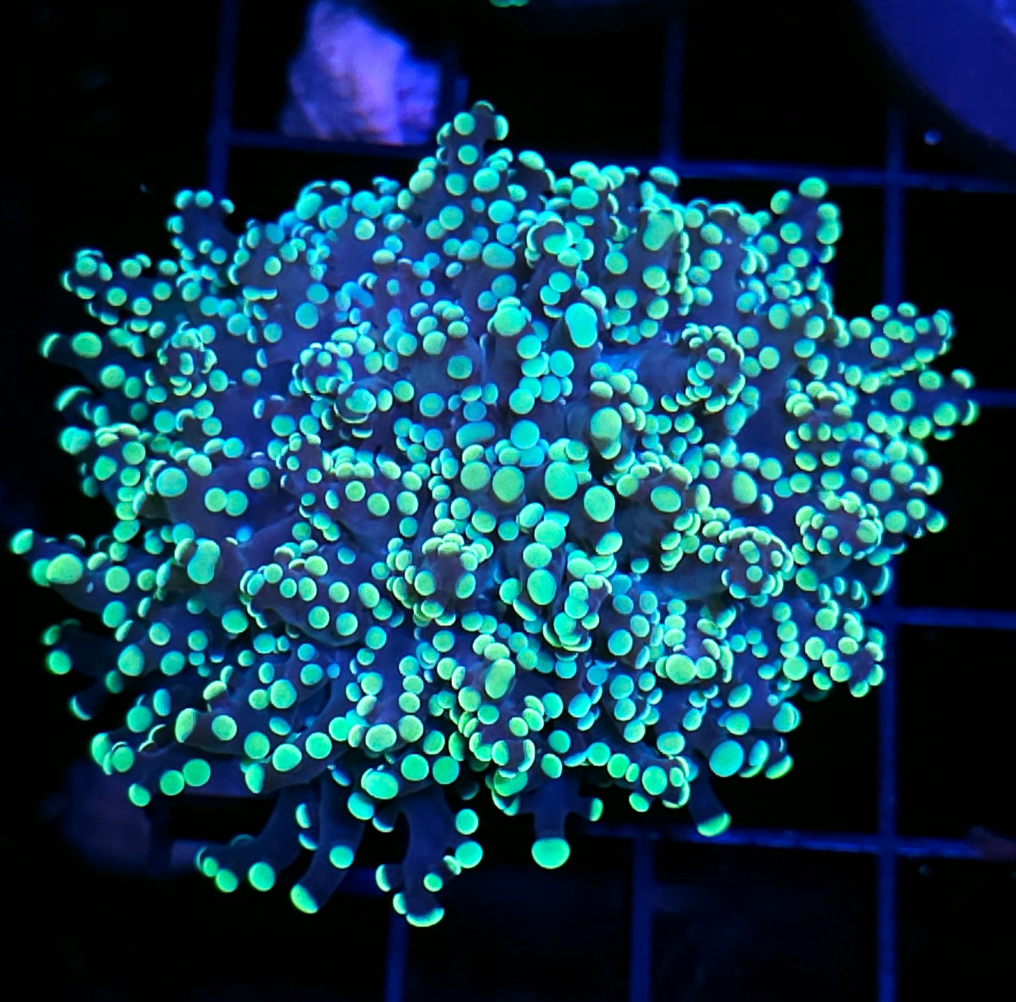 LA Lakers Frogspawn