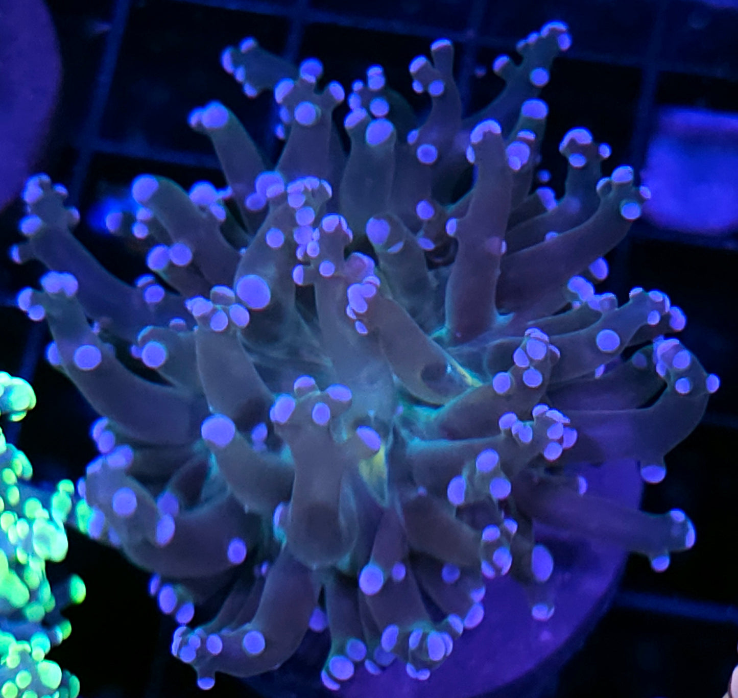 Wonderland Frogspawn
