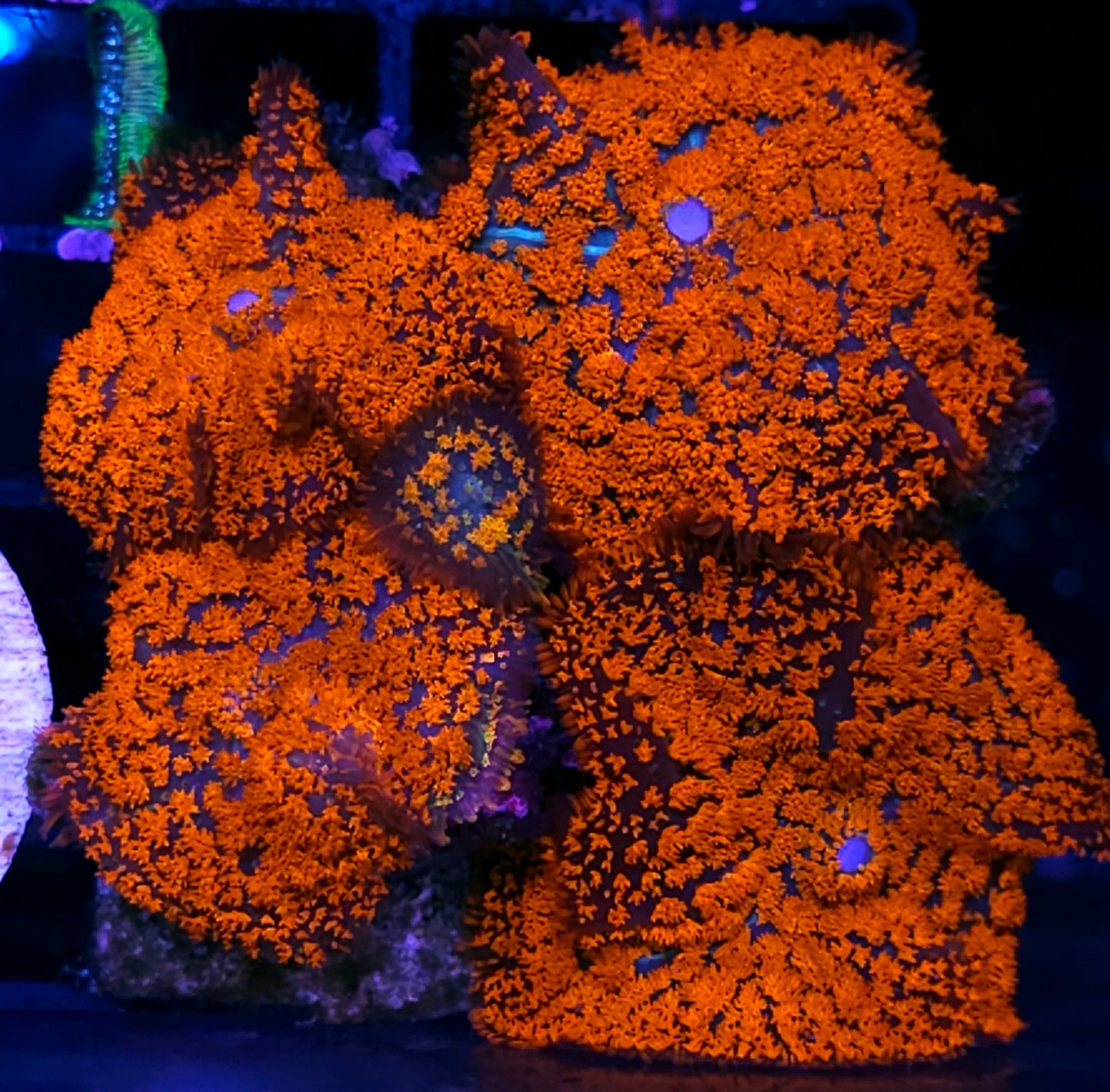 🤯🤯🤯Forest Fire Mushroom Colony🤯🤯🤯