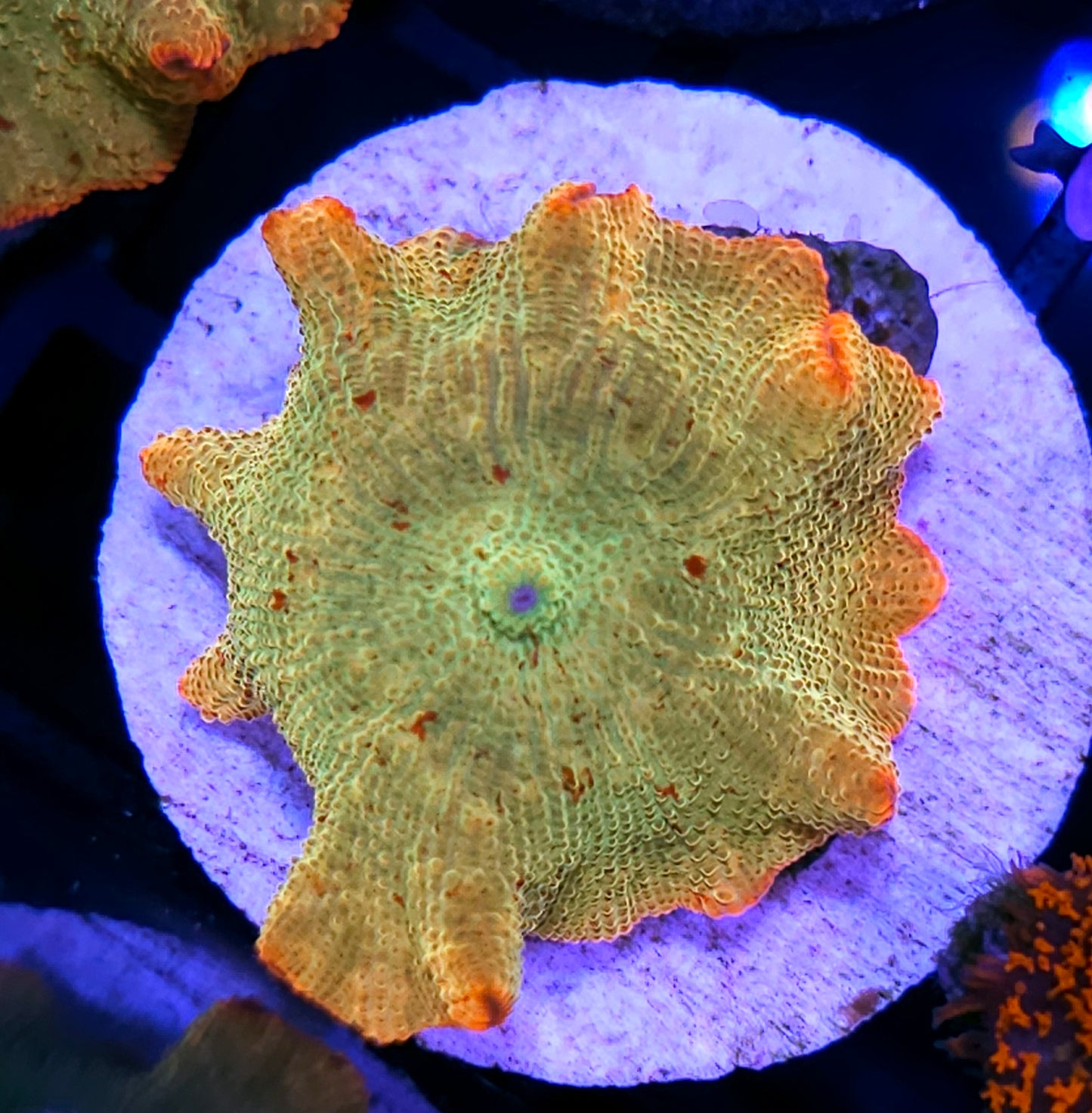 Fat Jawbreaker Mushroom