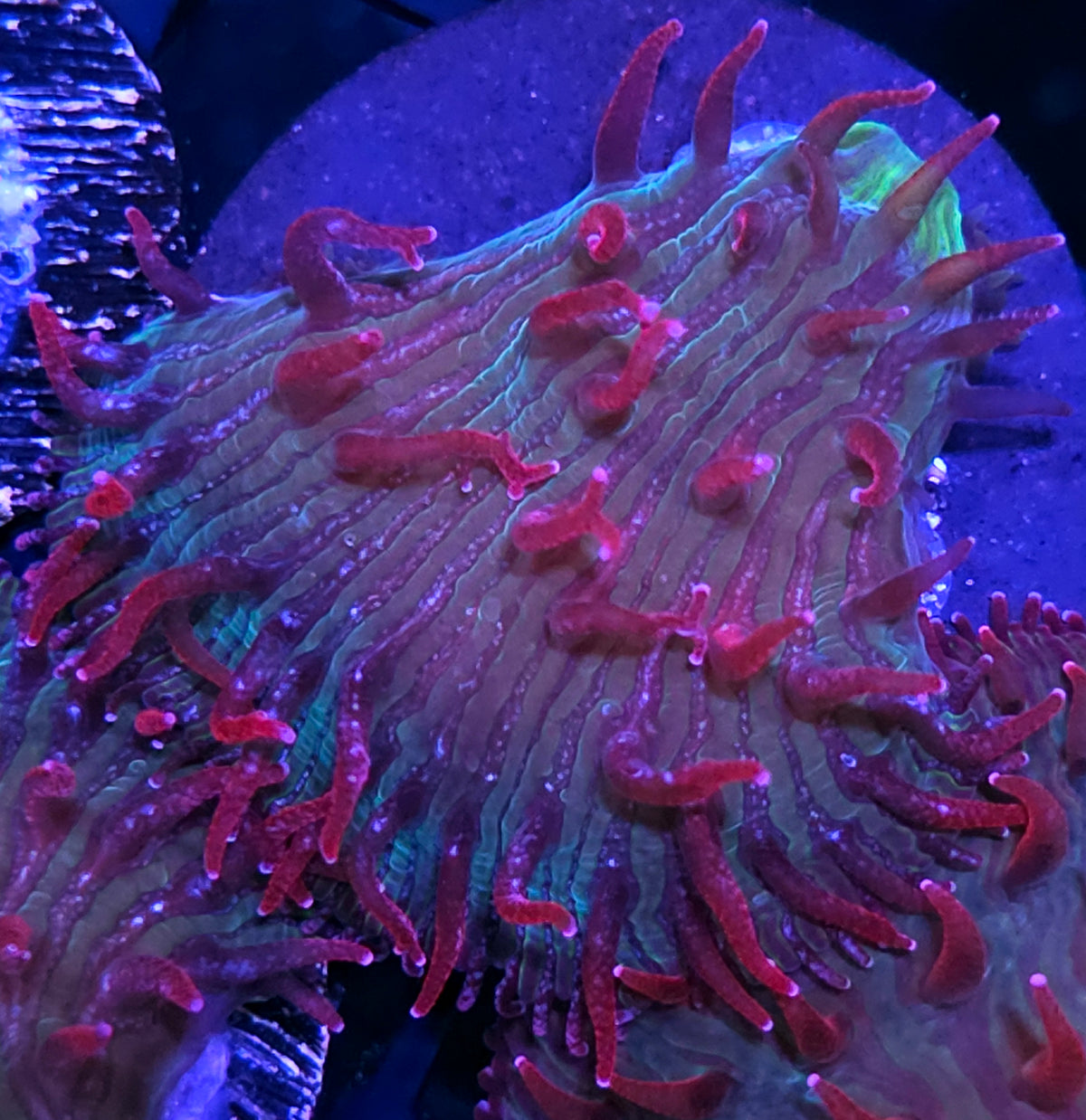 Unicorn Kisses Diaseris Plate