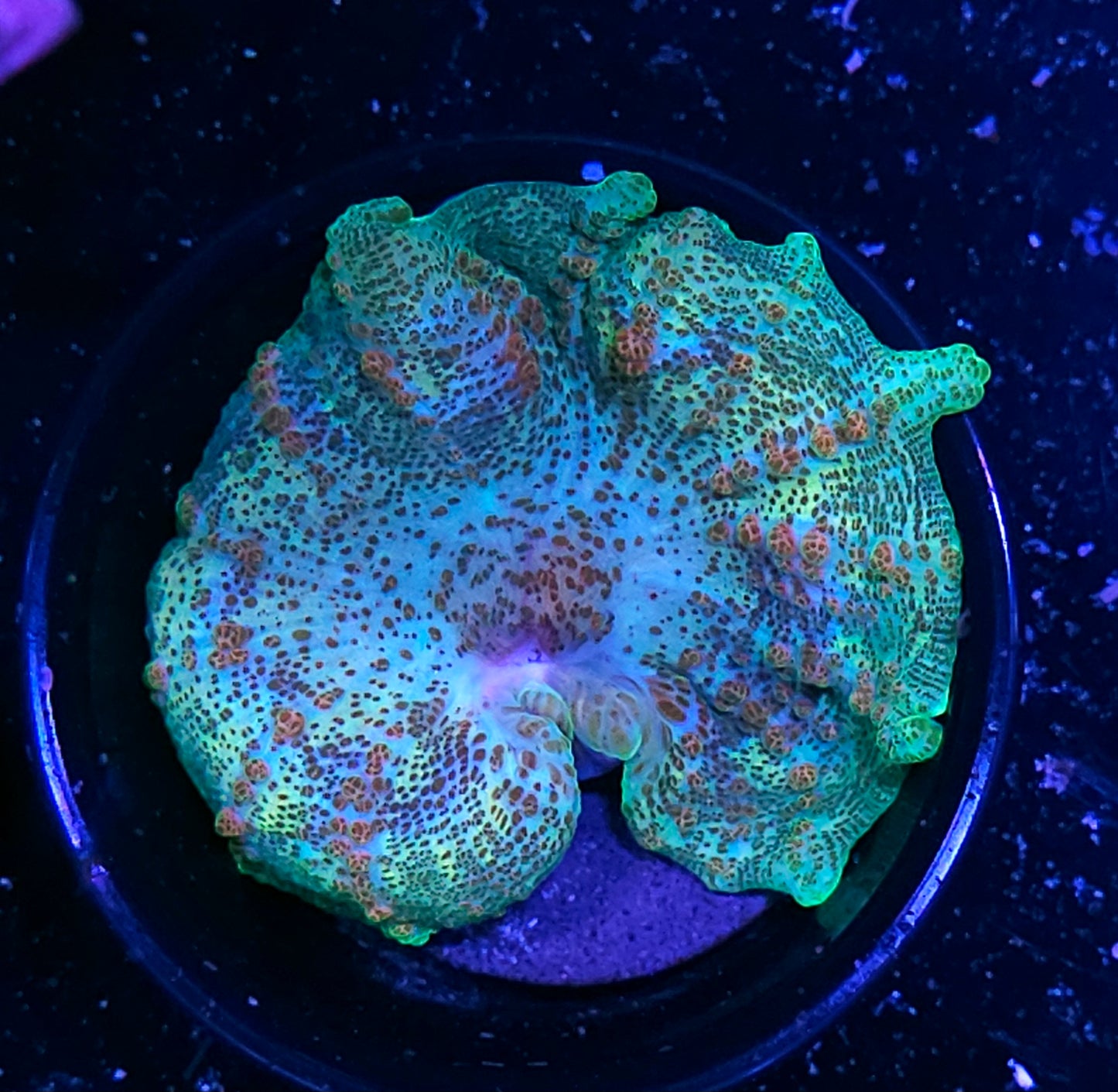 Funky Neglecta Umbrella Mushroom