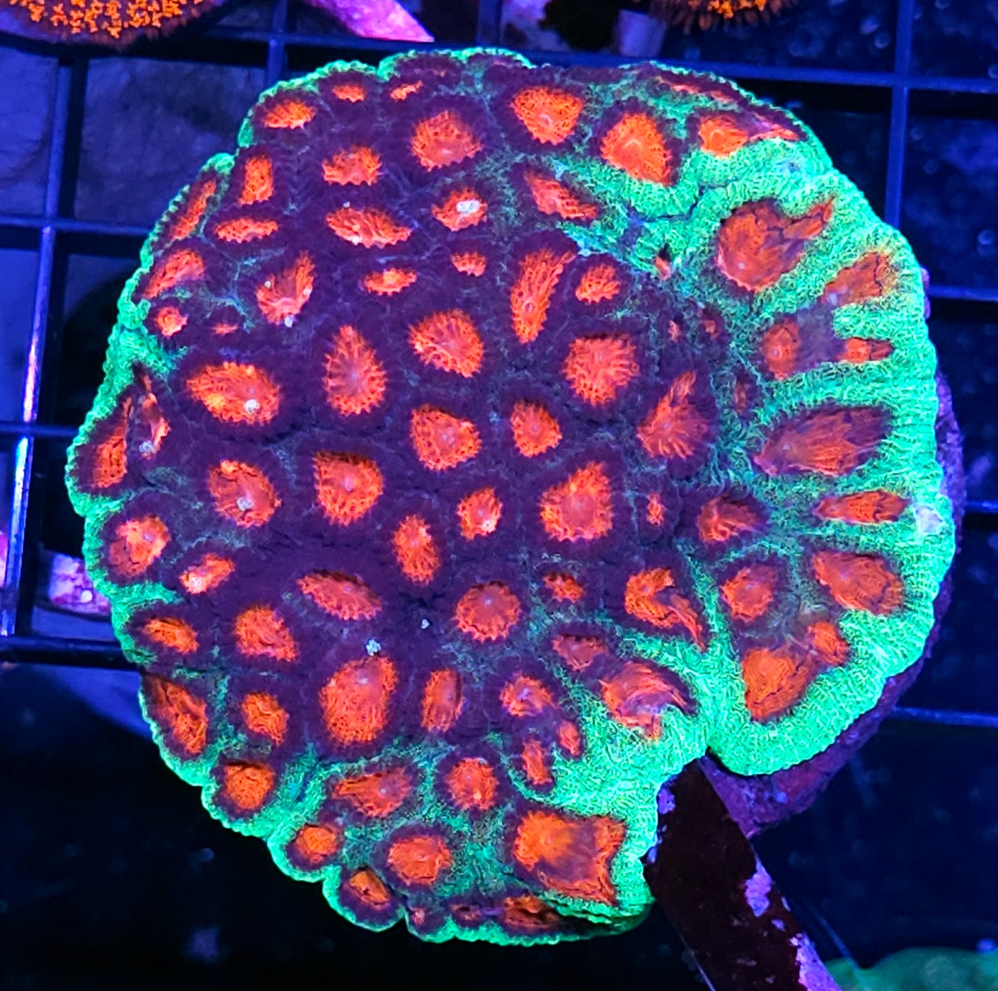 4" Judge Dread Favia Colony