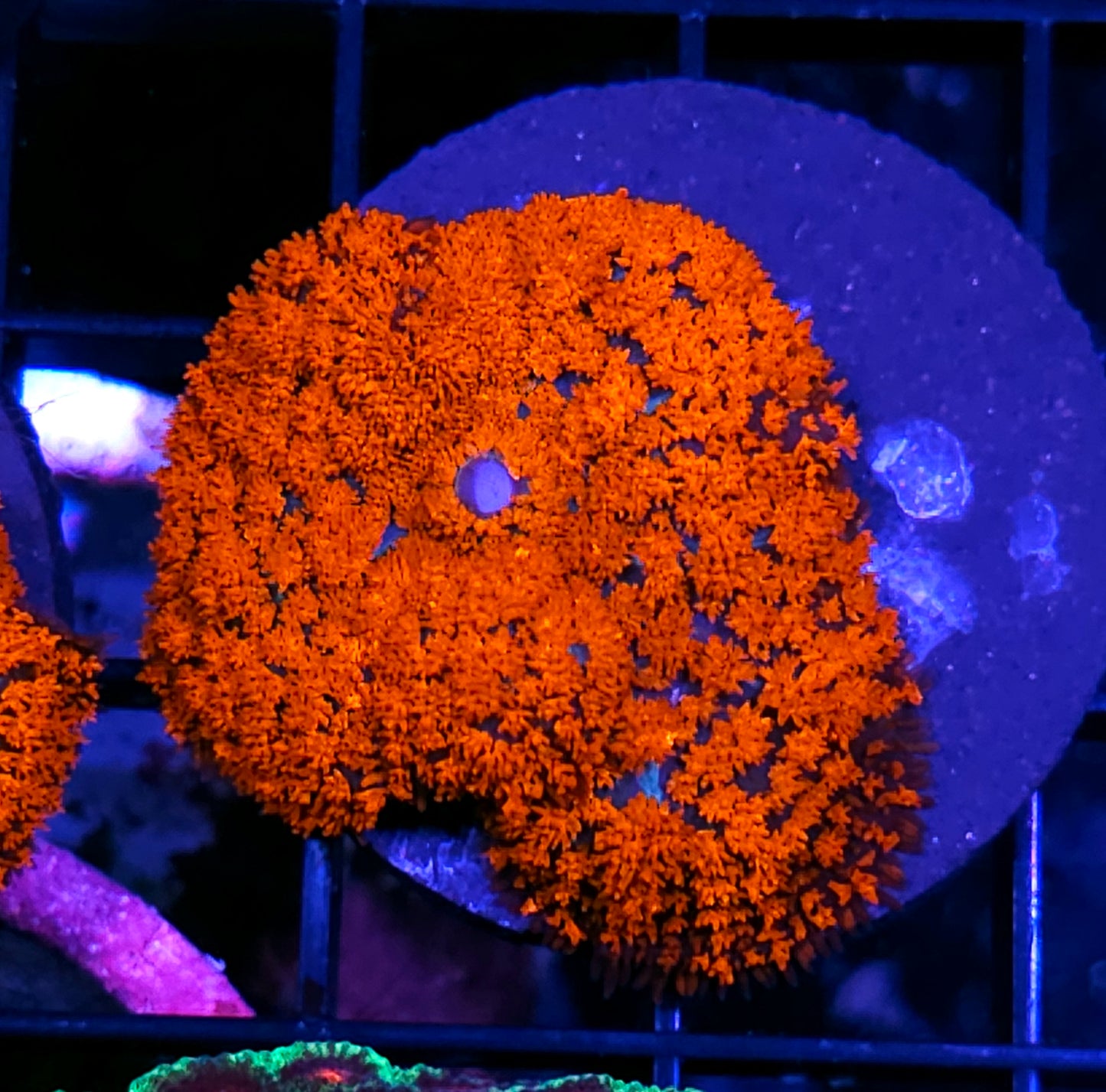 HF Forest Fire Mushroom