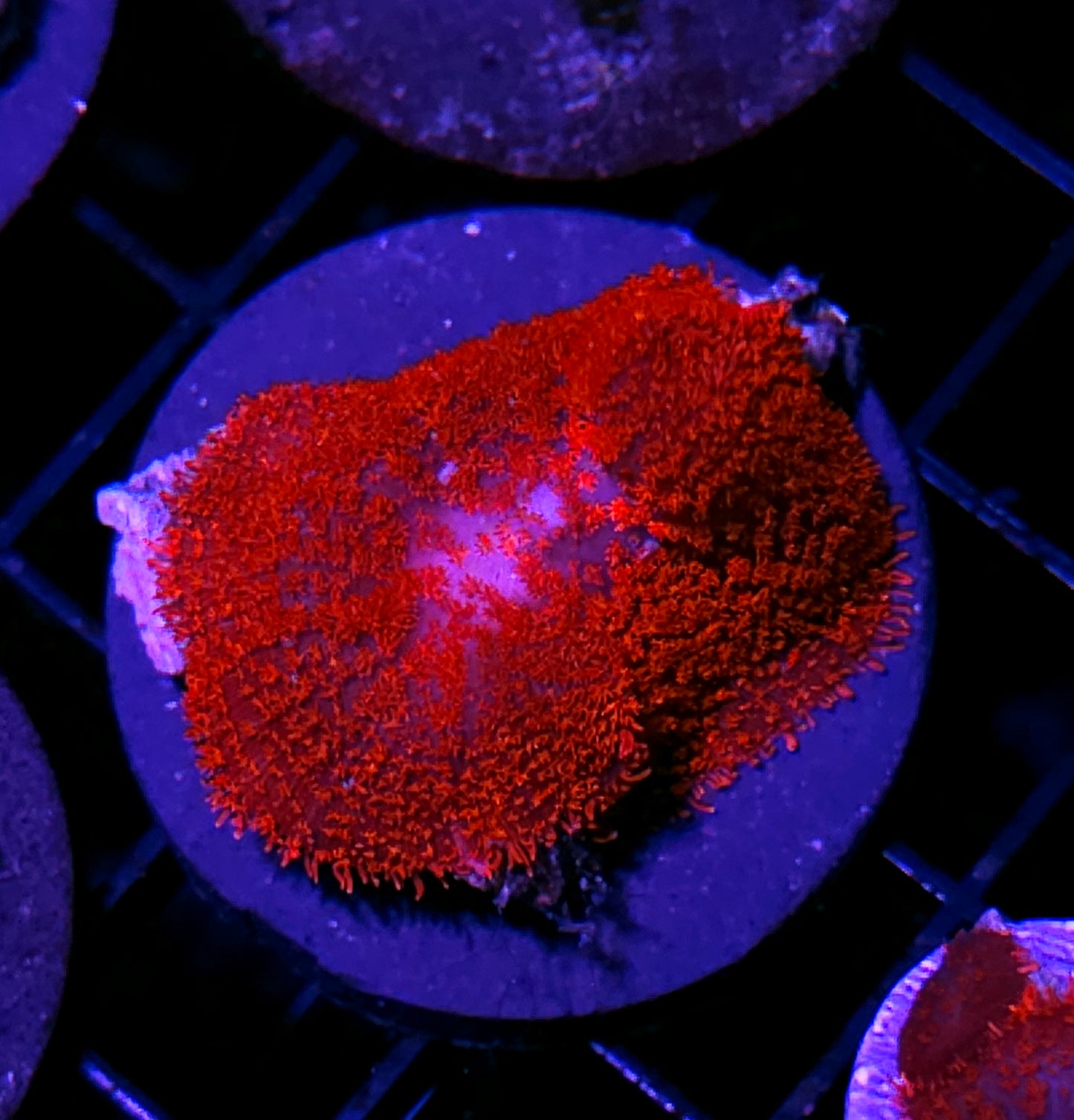 EXTREMELY RARE Vampire Gumdrop Mushroom