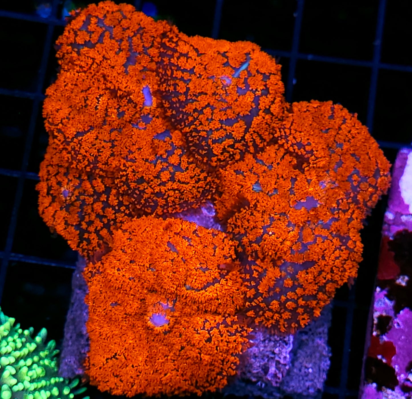🤯🤯Forest Fire Mushroom Colony🤯🤯
