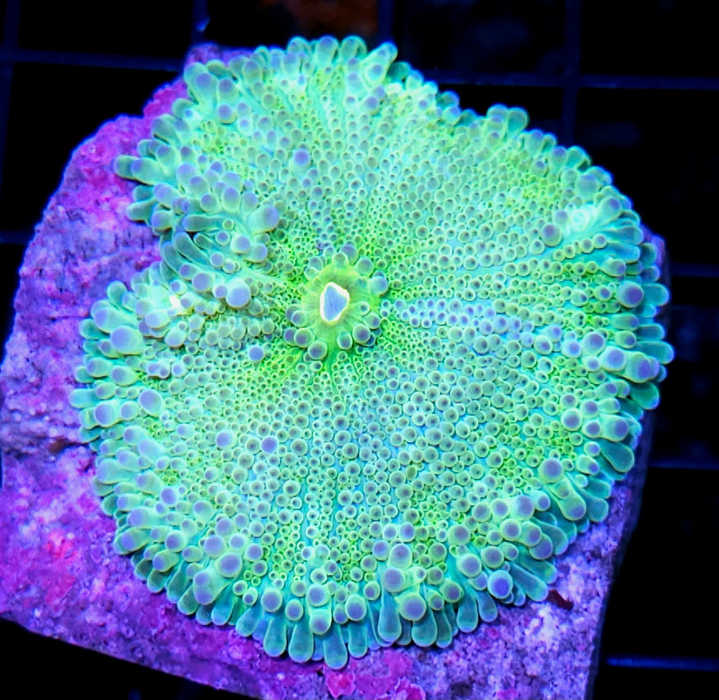 4" Neonitro Yuma INSANE