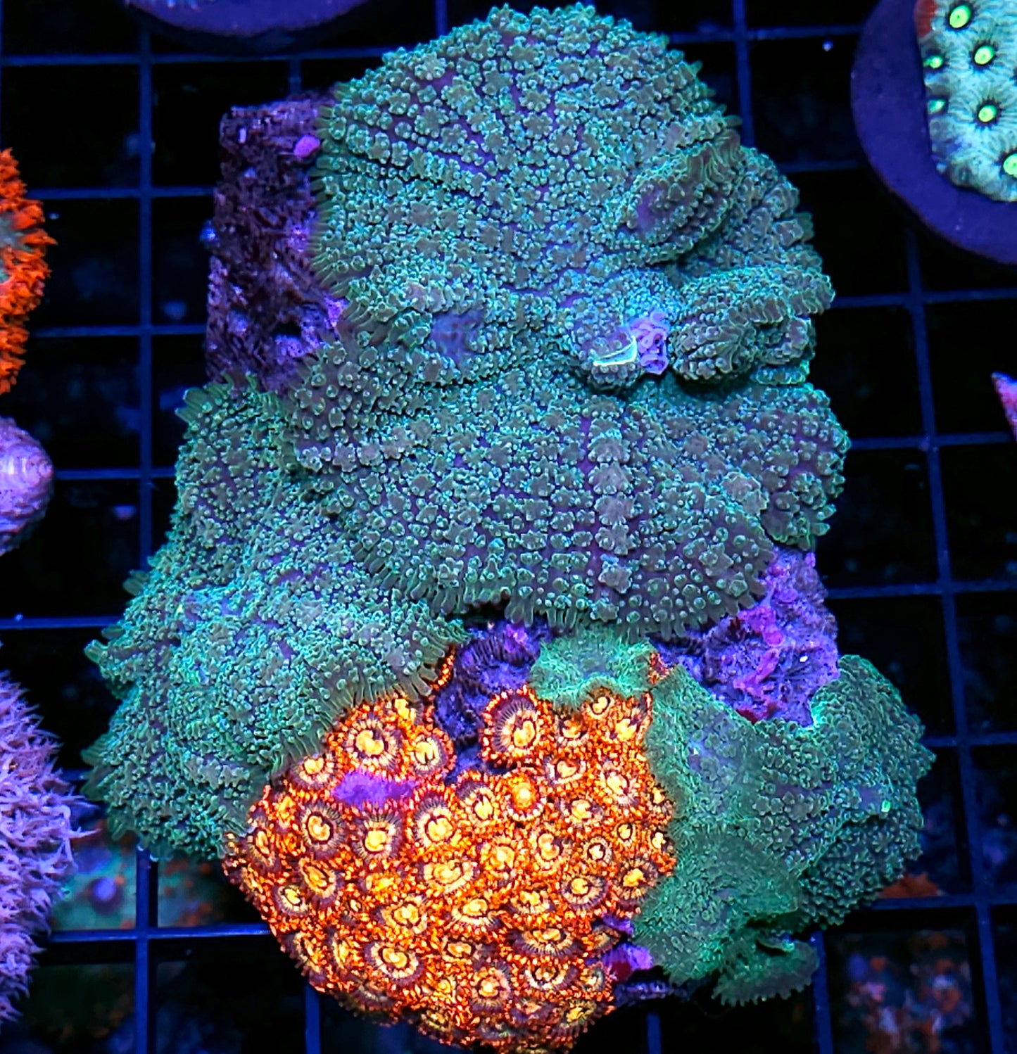 Rhodactis Gigantus RARE Colony with Combustion Zoa Colony