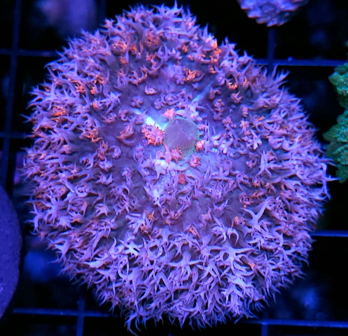 Alakazam St Thomas Mushroom