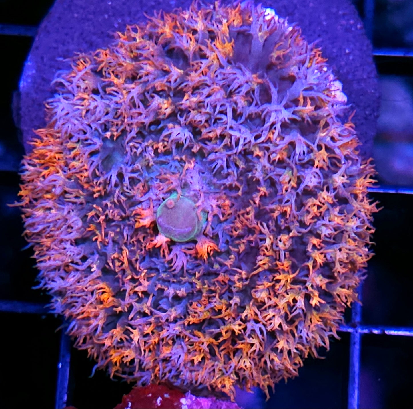 Utopia St Thomas Mushroom 🤯