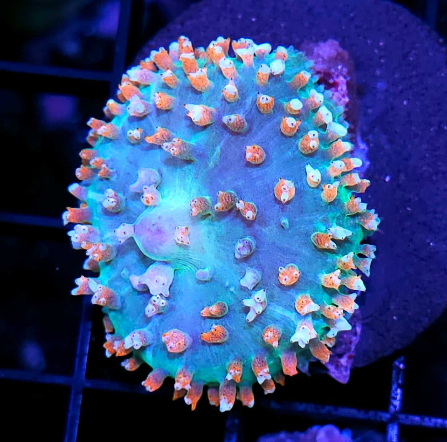 Mystique St Thomas Mushroom