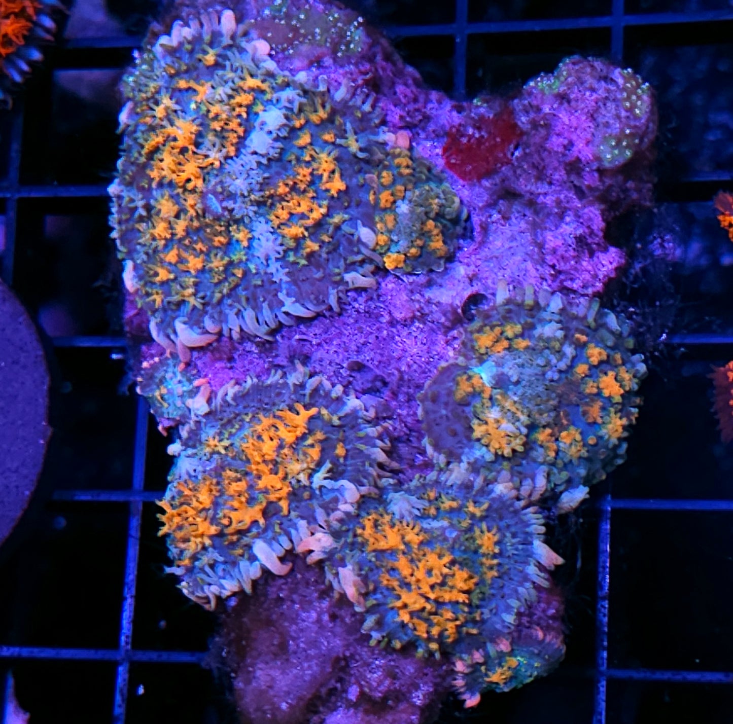 HF Voltron Pom Pom Mushroom MOTHER COLONY SACRIFICE
