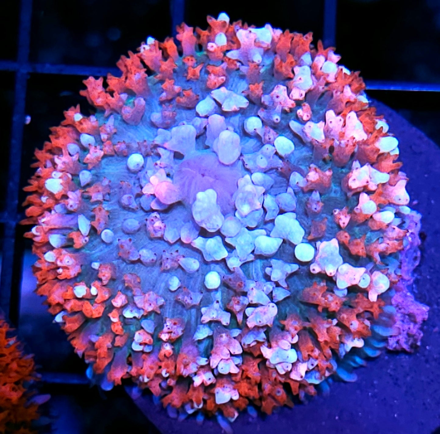 Crossbones Dino Egg St Thomas Mushroom