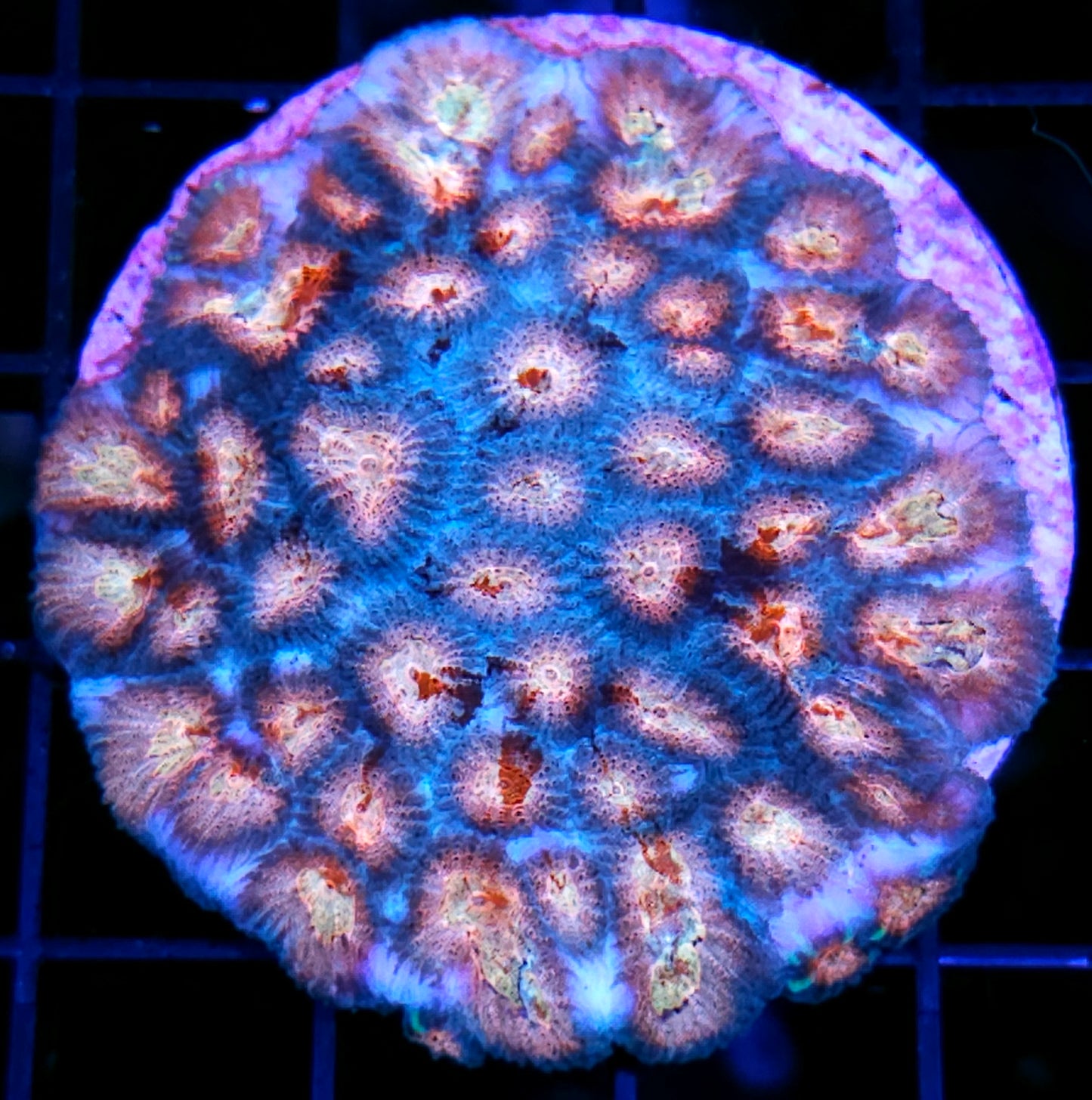 Captain Marvel Favia Colony