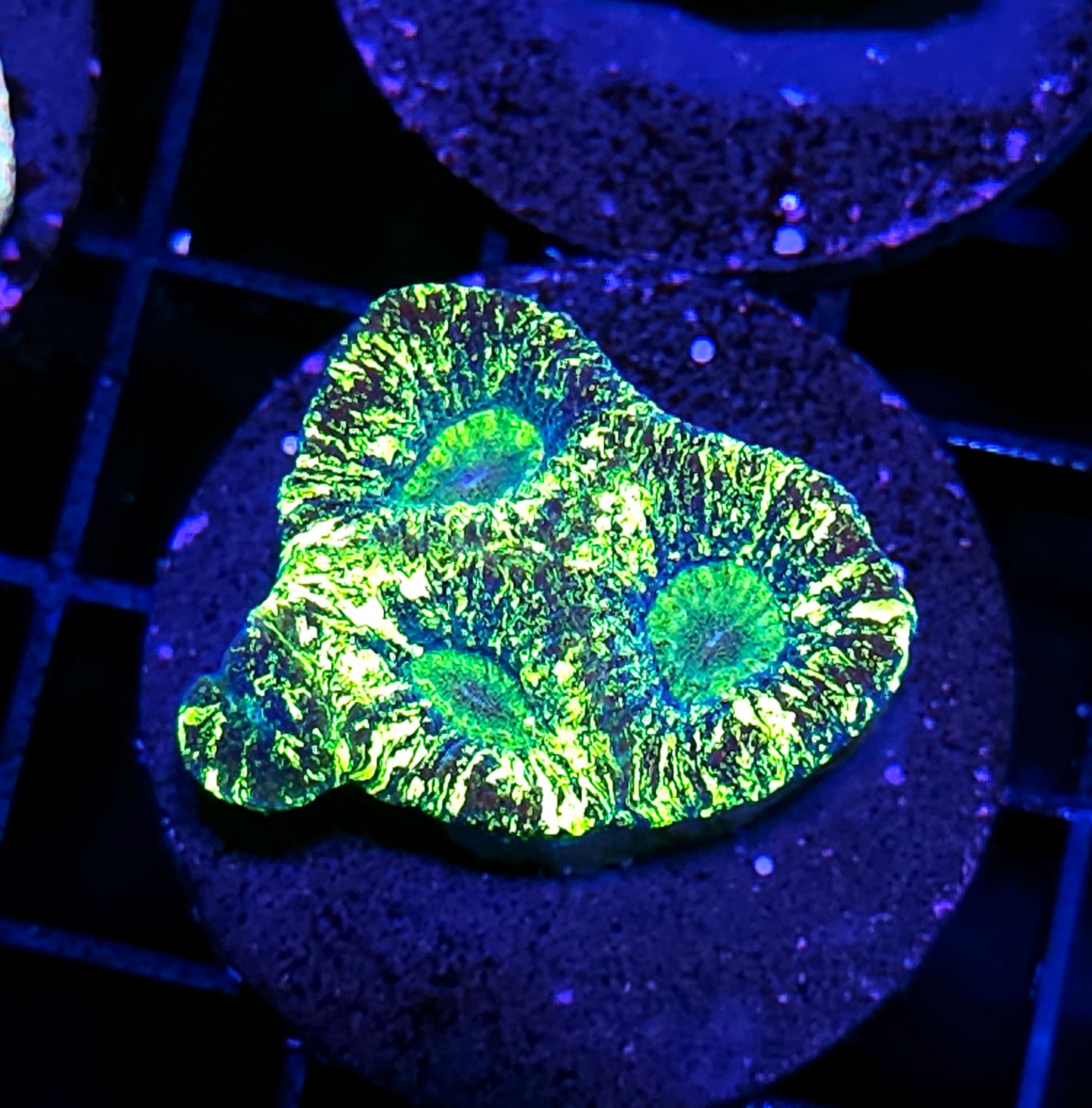 Acid Splatter Goniastrea