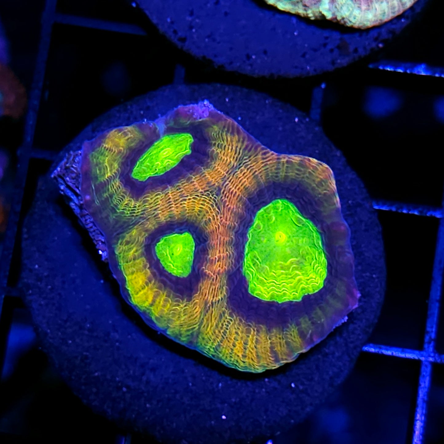 Yellow Dragon Favia