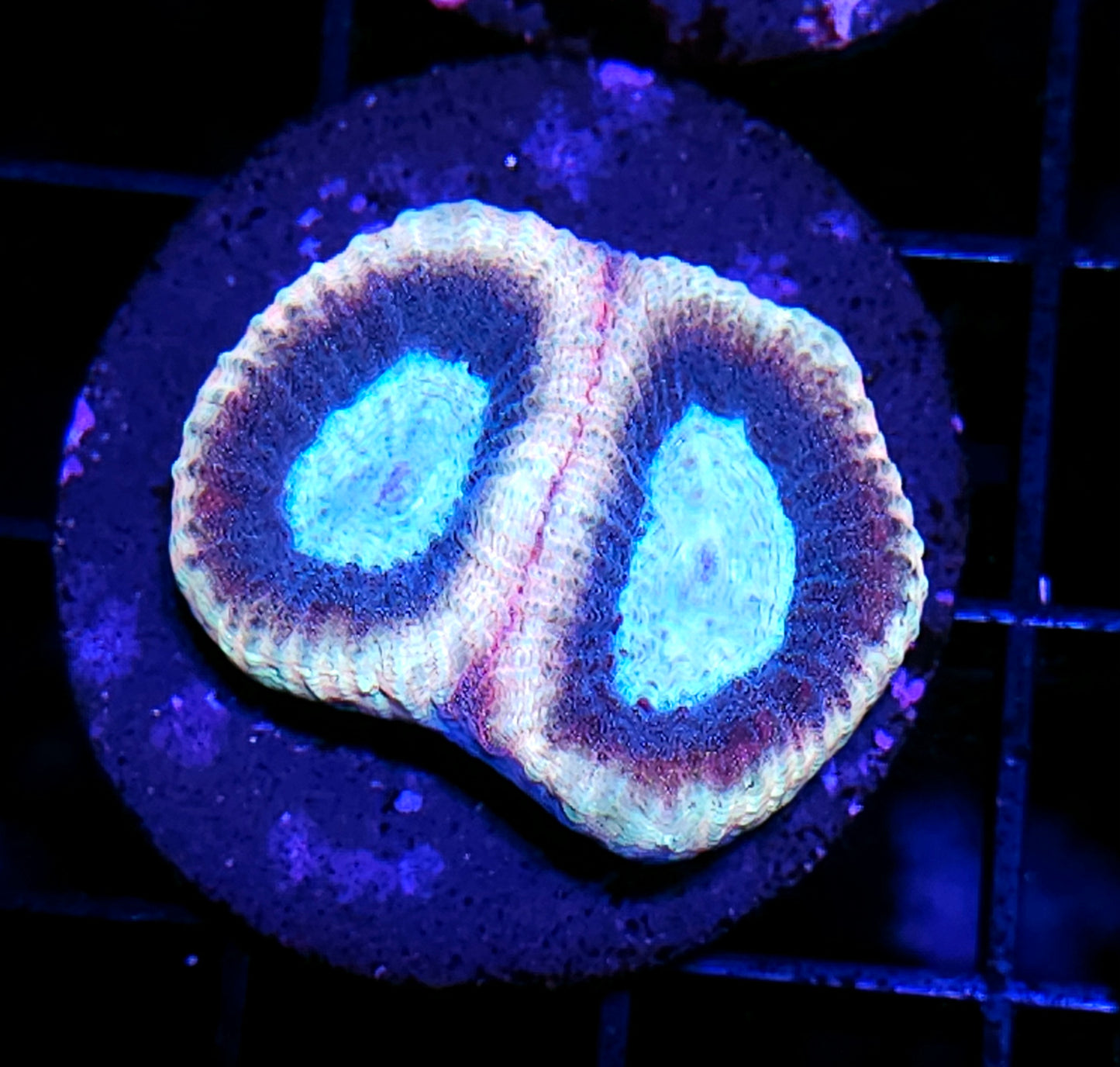 Brain Freeze Favia