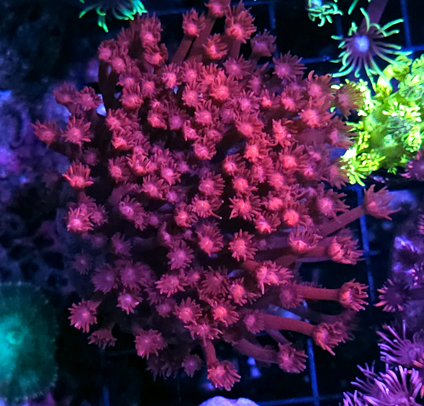 XL Blood Kiss Goniopora Colony OPENS BIG